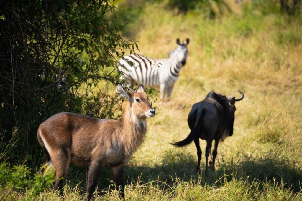 1-day-ngorongoro-crater-special-tour-1663638