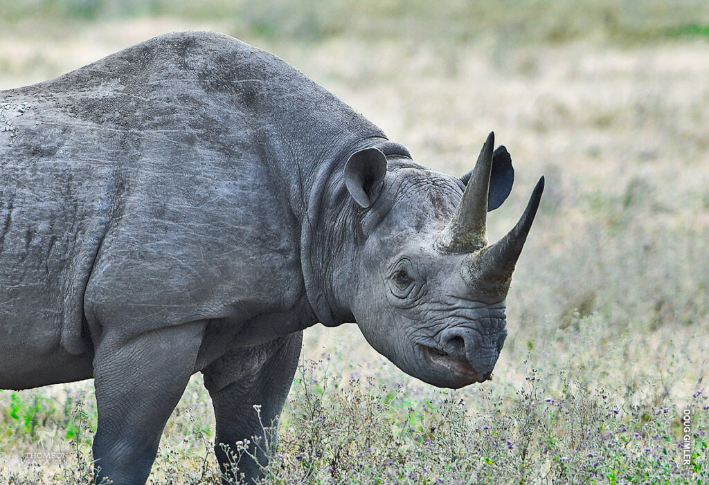 black-rhino_ngorongoro-crater