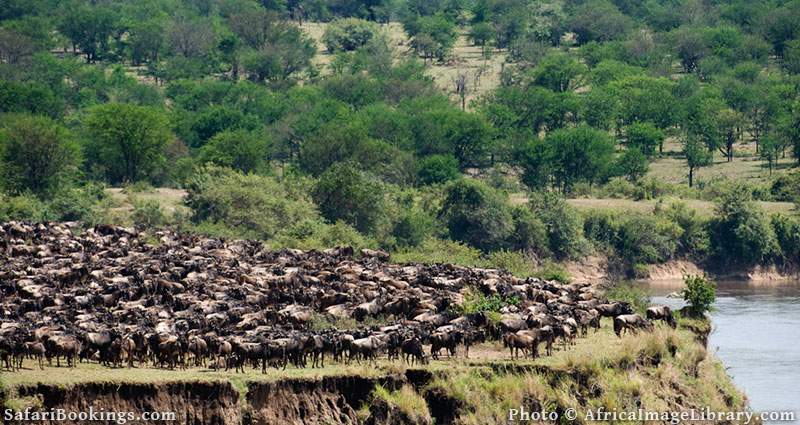 01-a-wildebeest-river-crossing-in-the-Serengeti-BW-800px