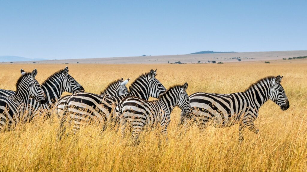 Tanzania safari tours