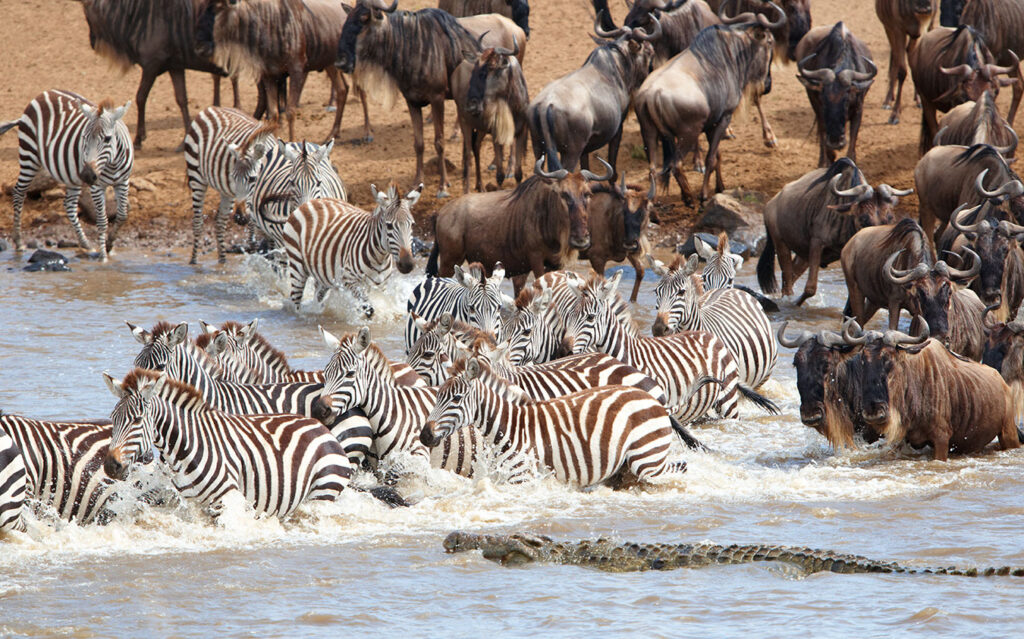 5d49741b3cf49e1c95eedf48_Safari-in-the-serengeti-tanzania-migrationi