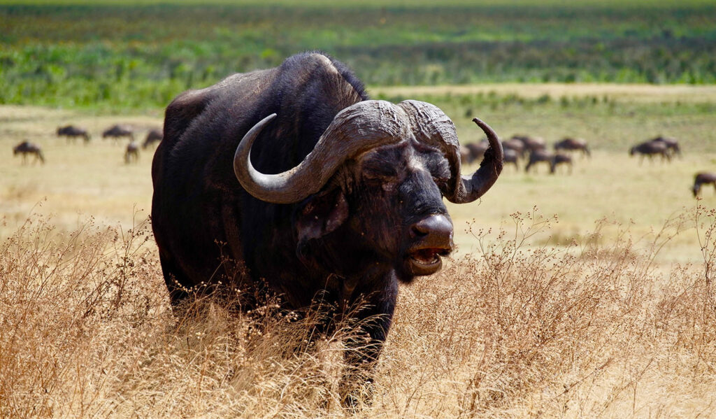 African-Big-Five-Tanzania-Safari