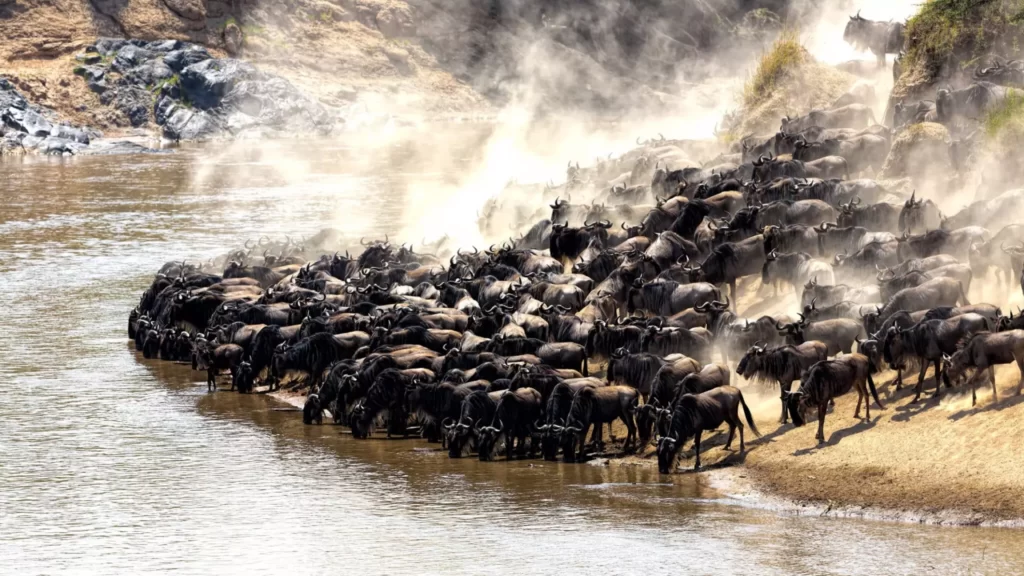 Best Great Migration River Crossing Safari & Tour1
