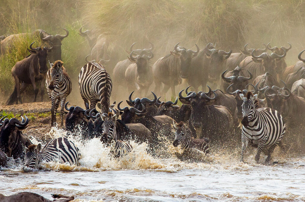 Best Great Migration River Crossing Safari & Tour5