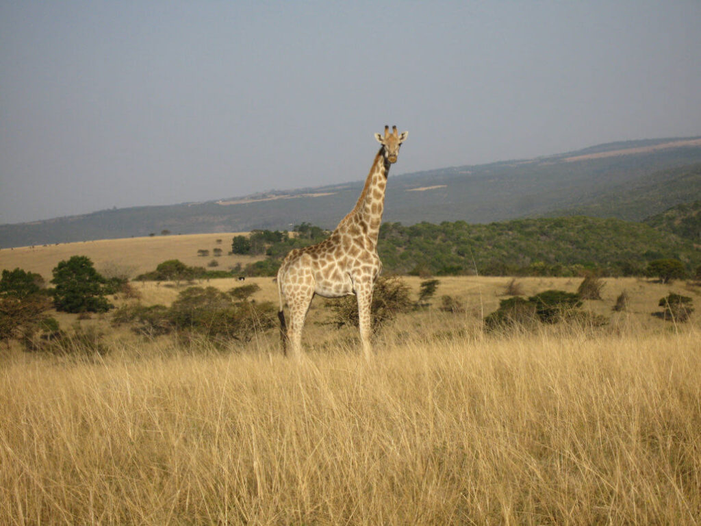 Extremly Impressive Tanzania Safari2