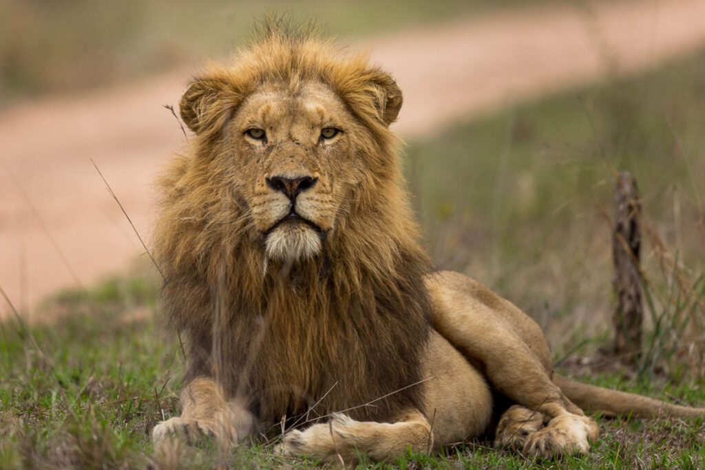 Incomparable South Africa and Safari