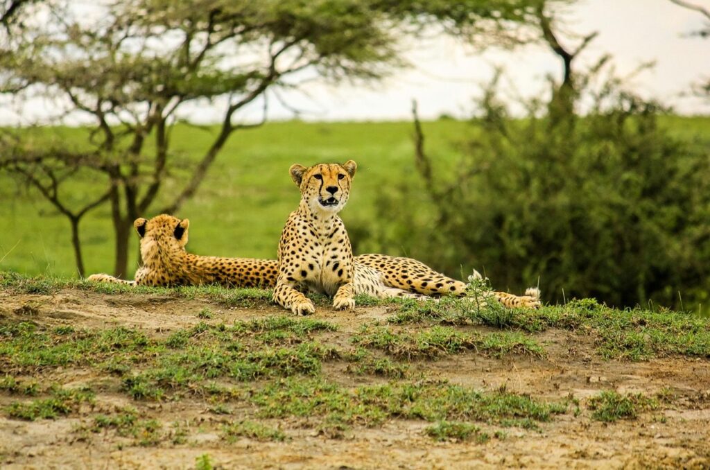 Luxury Safari Manyara, Serengeti And Ngorongoro Crater
