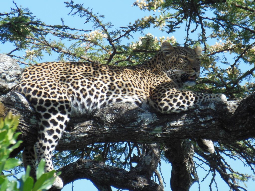 Luxury Safari Manyara, Serengeti And Ngorongoro Crater1
