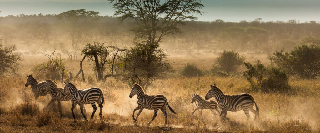 Luxury Safari Manyara, Serengeti And Ngorongoro Crater4