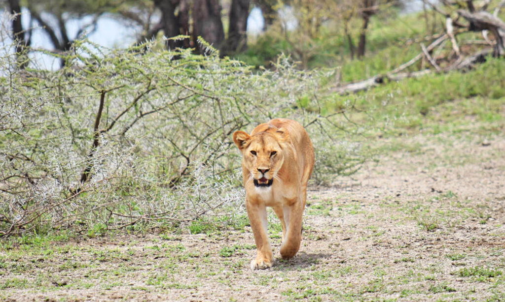 Mikumi National Park,3