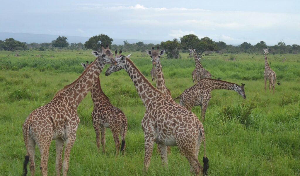 Mikumi_National_Park_Elephants_154_1274_751shar-50brig-20_c1