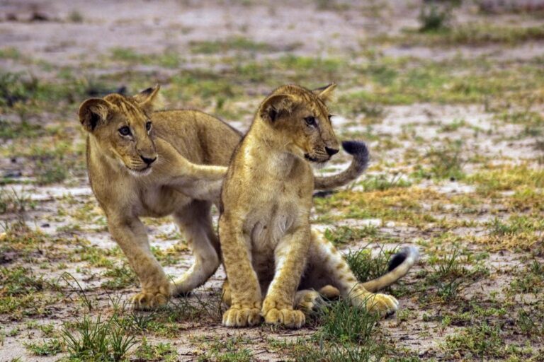 Nyerere National park2