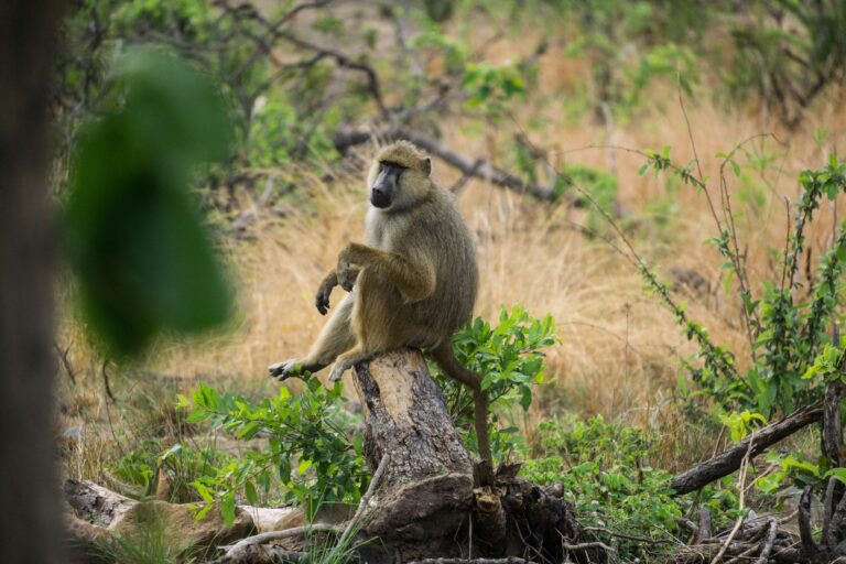 Ruaha National Park3