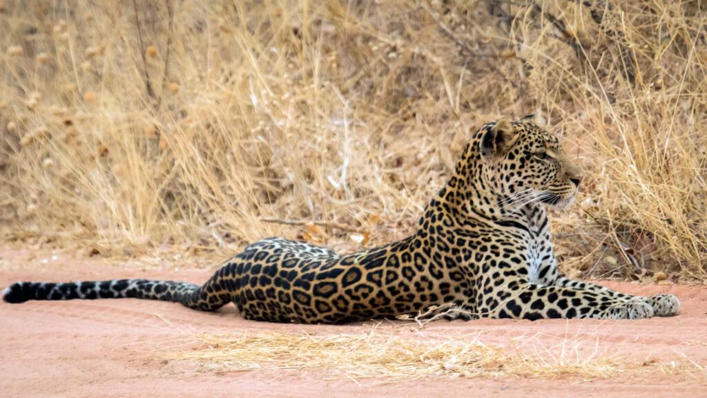 Ruaha National Park4