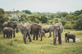 Tarangire, Serengeti, Ngorongoro Crater, Lake Eyasi & Kilimanjaro Excursion