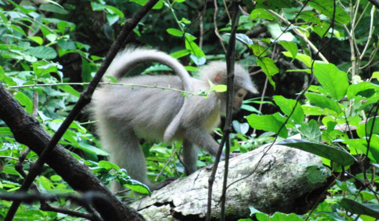 Udzungwa National Park3