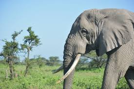 elephatttttttttttttttt