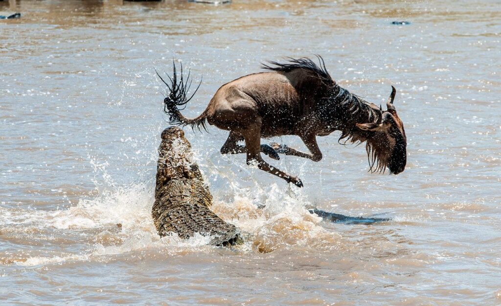 iStock_Tanzania_Serengeti_MigrationRiverCrossing1