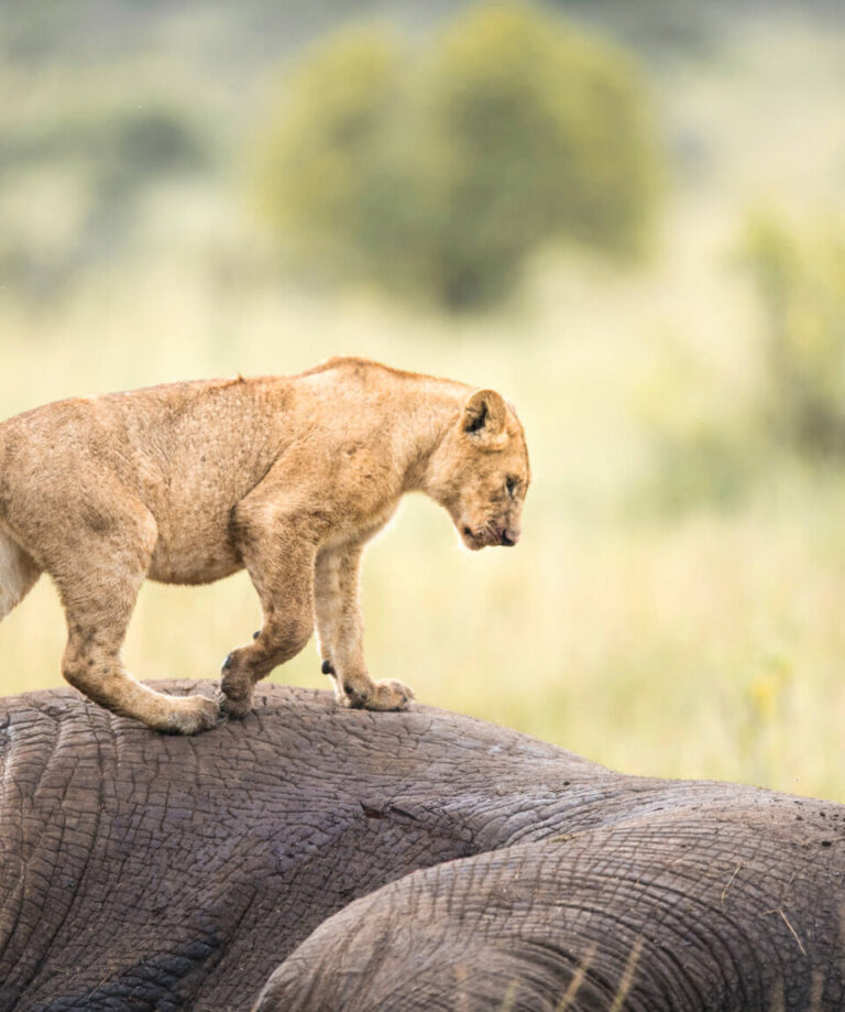serengeti-national-park-960x1149