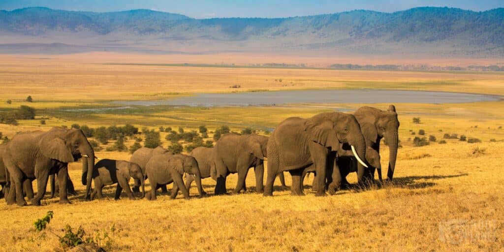 Elephant herd at sunset in Ngorongoro, Tanzania