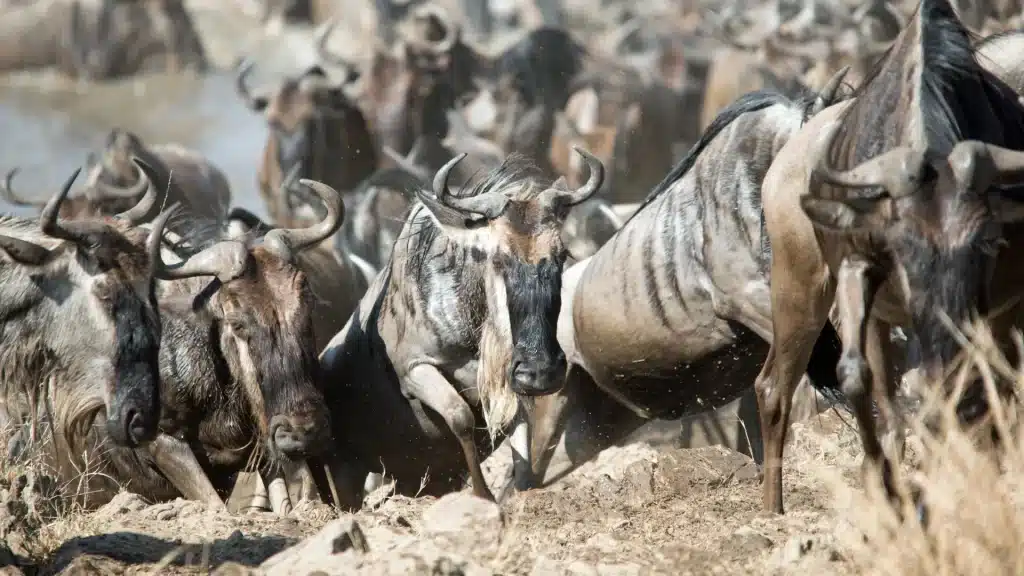 serengeti-wildebeest-safari